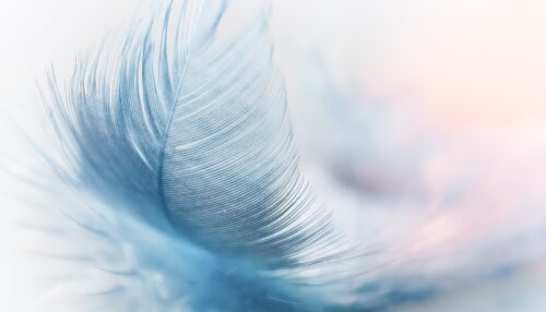 feather-3010848_1920