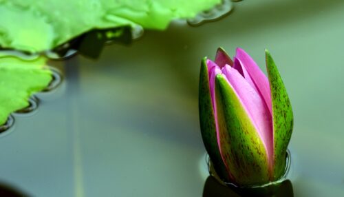 water-lily-2492072_1920